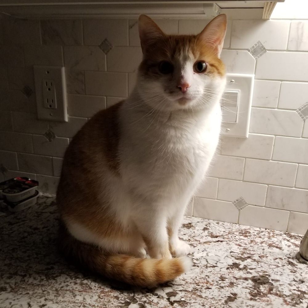 Meet your Posher, Lucy